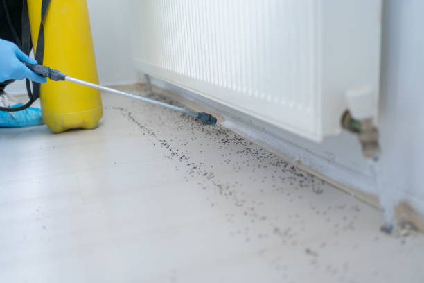 Professional Pest Control in Bingham Farms, MI